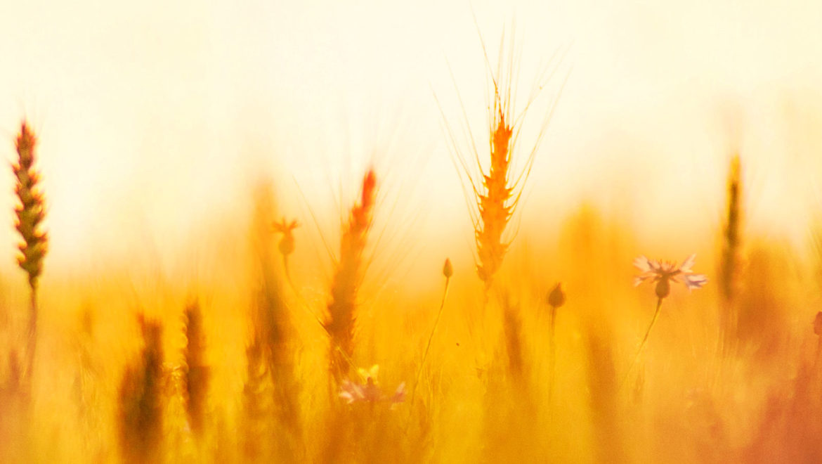 Organics Reduces Health Risks 